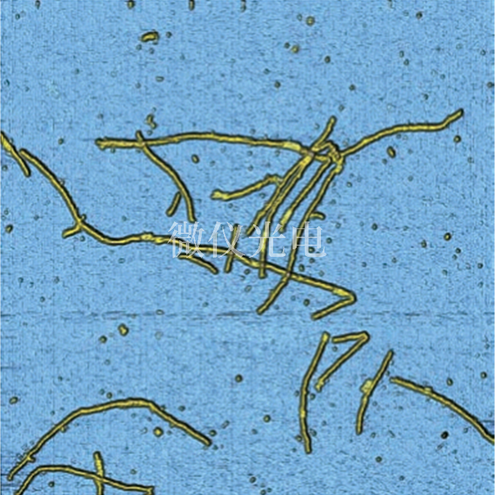 AFM原子力顯微鏡如何探索物質表面：從納米世界到科學革命
